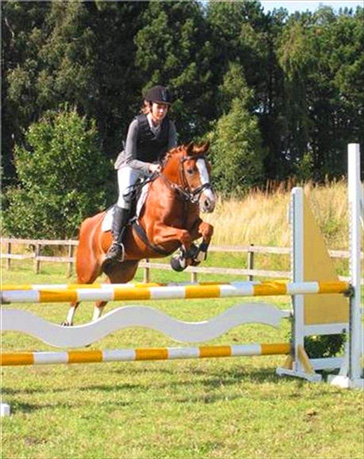 Anden særlig race Rosengårdens Papaya billede 9