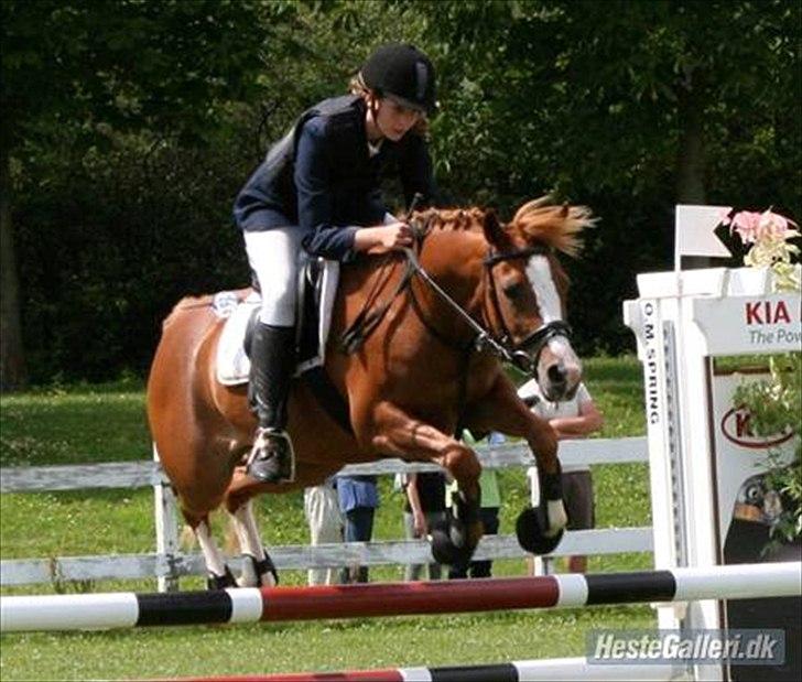 Anden særlig race Rosengårdens Papaya billede 10