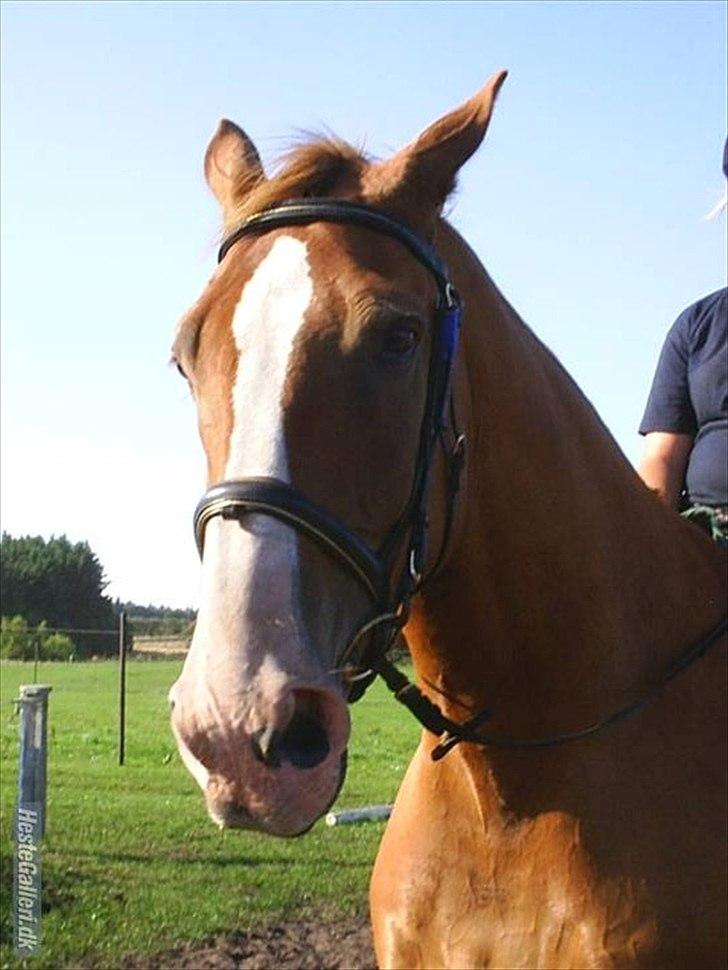 Anden særlig race Anton - (Antonio) - Dejlige Anton<3! billede 2