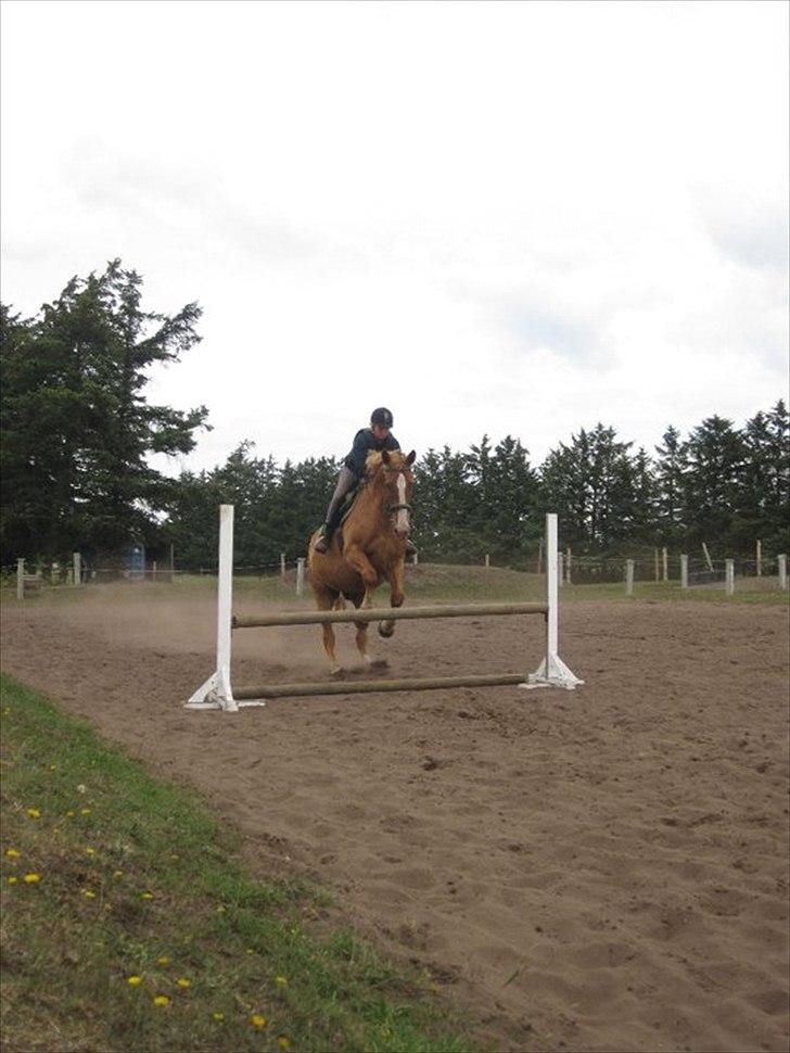 Anden særlig race Anton - (Antonio) - opvarmning :D<3! billede 3