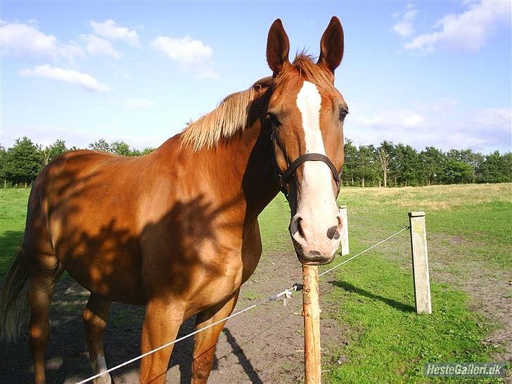 Anden særlig race Anton - (Antonio) - Anton i solskindet<3! billede 5