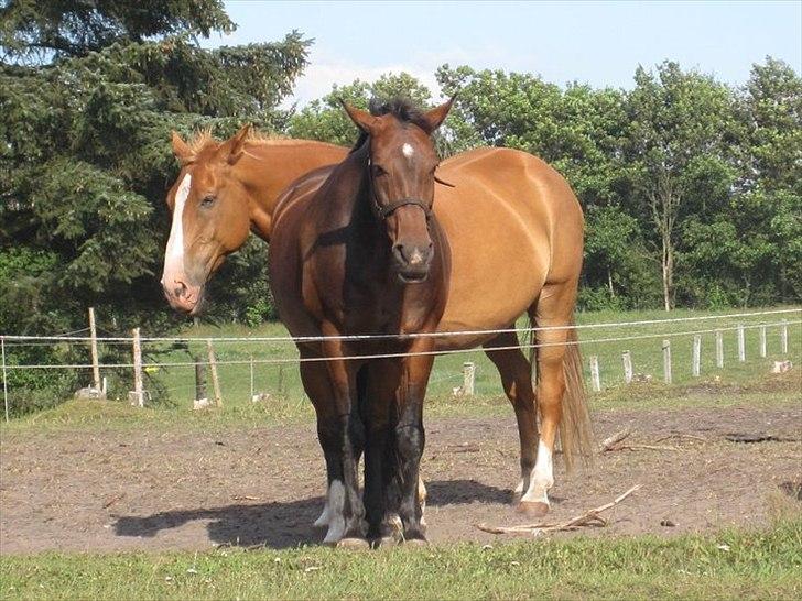 Anden særlig race Anton - (Antonio) - Sover med sin bedste ven :D Peppe :D<3 billede 6