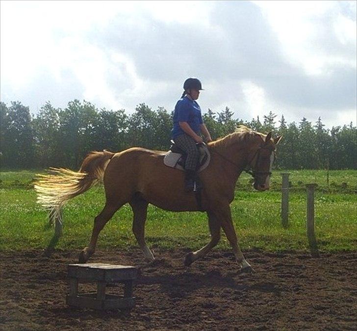 Anden særlig race Anton - (Antonio) - Du bringer smilet frem på mine læber!<3 billede 7