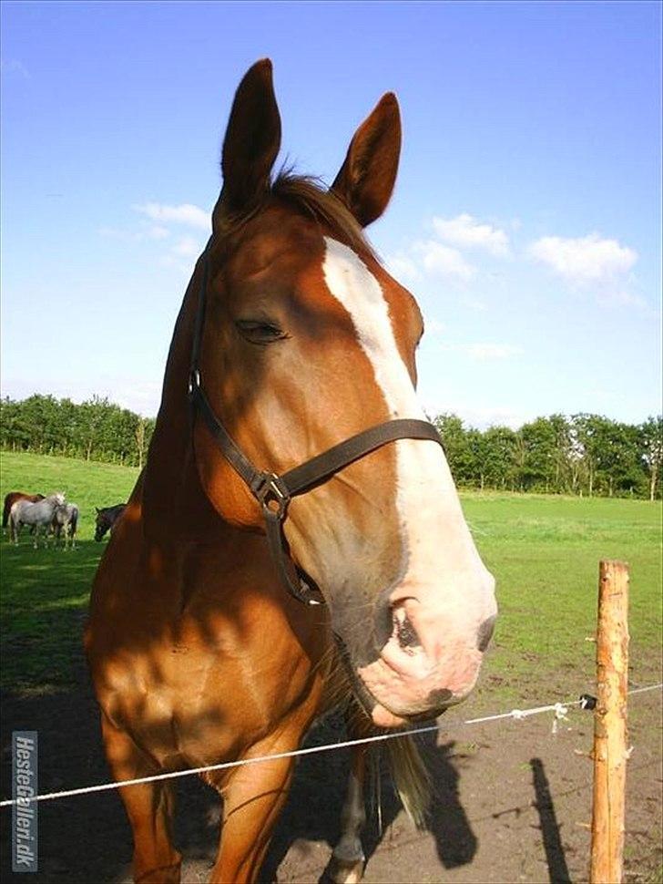 Anden særlig race Anton - (Antonio) - Min sovetryne<3! billede 9