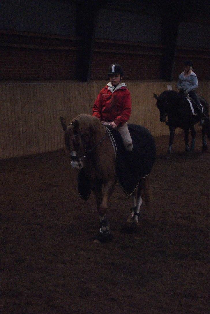 Hollandsk Sportspony Daylight!  <3 (Savnet&elsket) - Prinsessen og mig!<3   FOTO: LONNI VEJLING HØGH!! billede 12