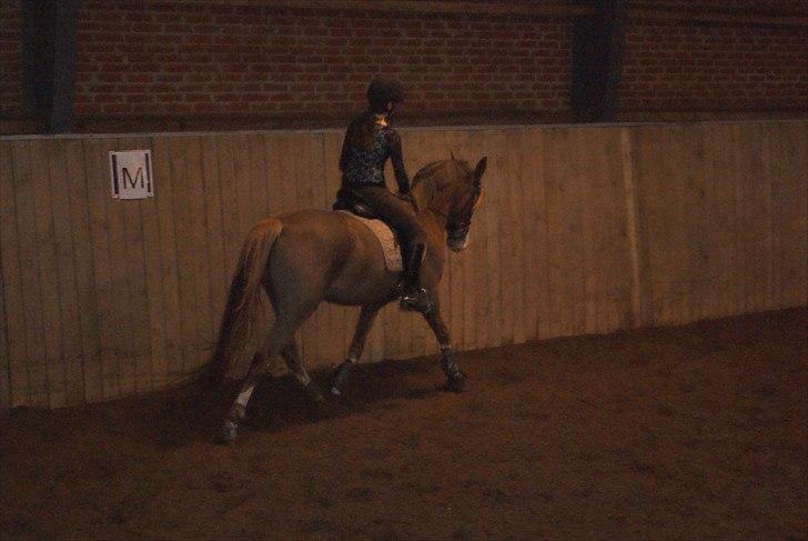 Hollandsk Sportspony Daylight!  <3 (Savnet&elsket) - Farvel og tak for kigget :D smid gerne en kommentar :D<3 billede 13