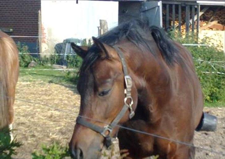 Welsh Cob (sec D) Dorthealyst Harry"SOLGT" billede 1