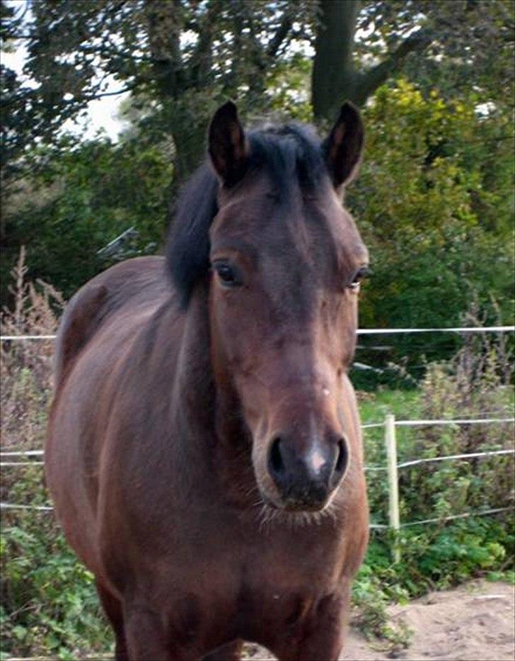 Welsh Cob (sec D) Dorthealyst Harry"SOLGT" billede 2