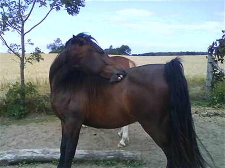 Welsh Cob (sec D) Dorthealyst Harry"SOLGT" billede 3