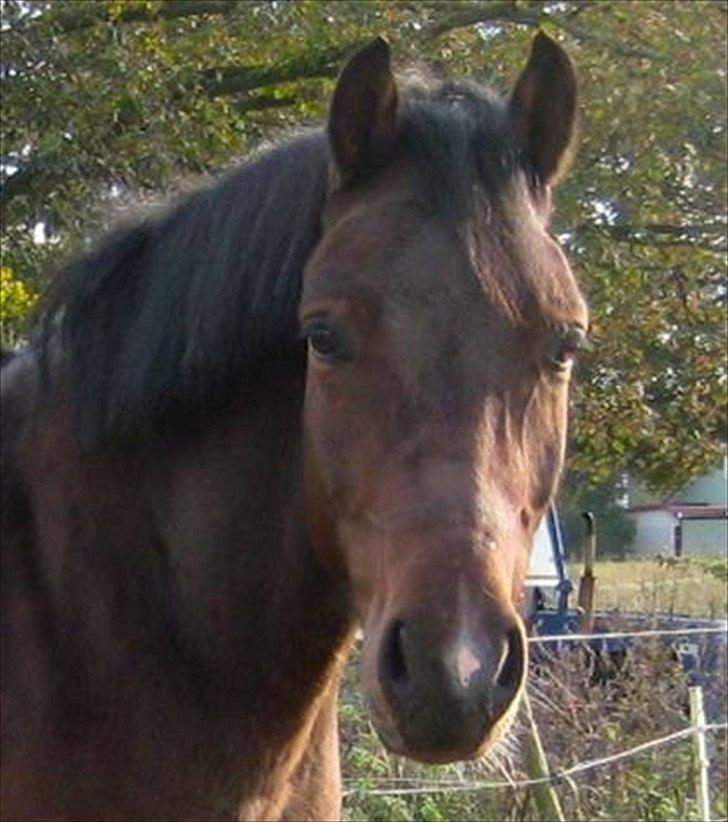 Welsh Cob (sec D) Dorthealyst Harry"SOLGT" billede 4