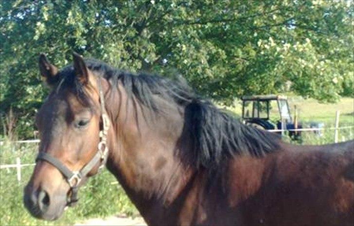 Welsh Cob (sec D) Dorthealyst Harry"SOLGT" billede 5