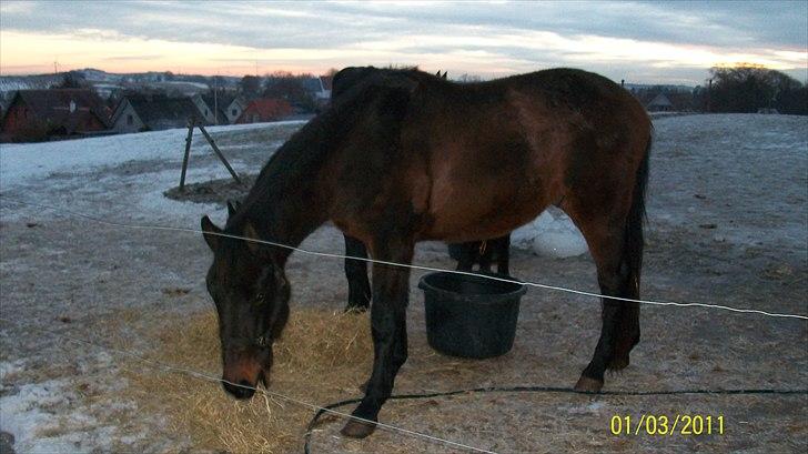 Dansk Varmblod Castello SOLGT billede 15