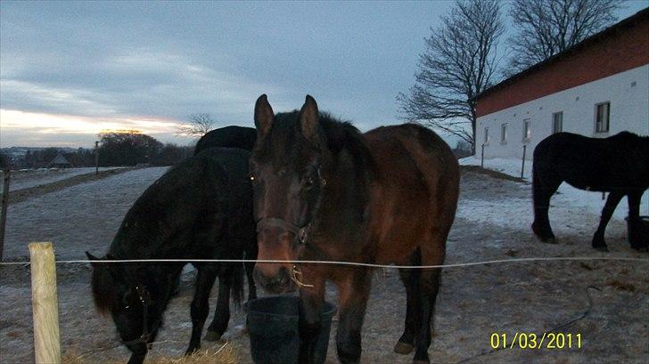 Dansk Varmblod Castello SOLGT billede 16