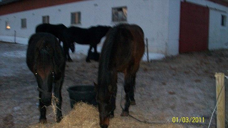 Dansk Varmblod Castello SOLGT billede 17