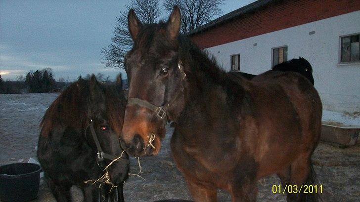 Dansk Varmblod Castello SOLGT billede 18