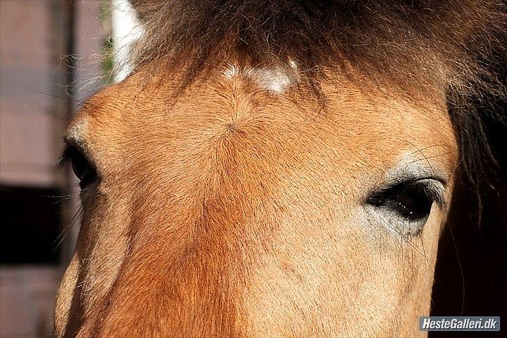 Anden særlig race bispevangens tyson billede 8