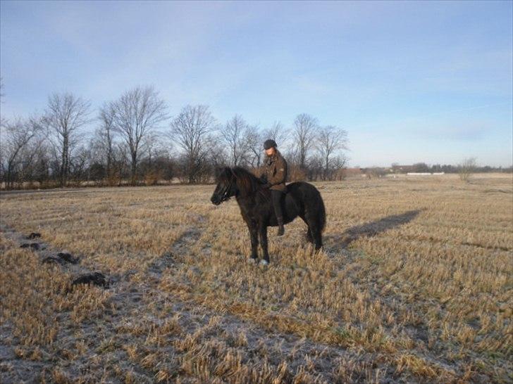 Islænder Blanda billede 4