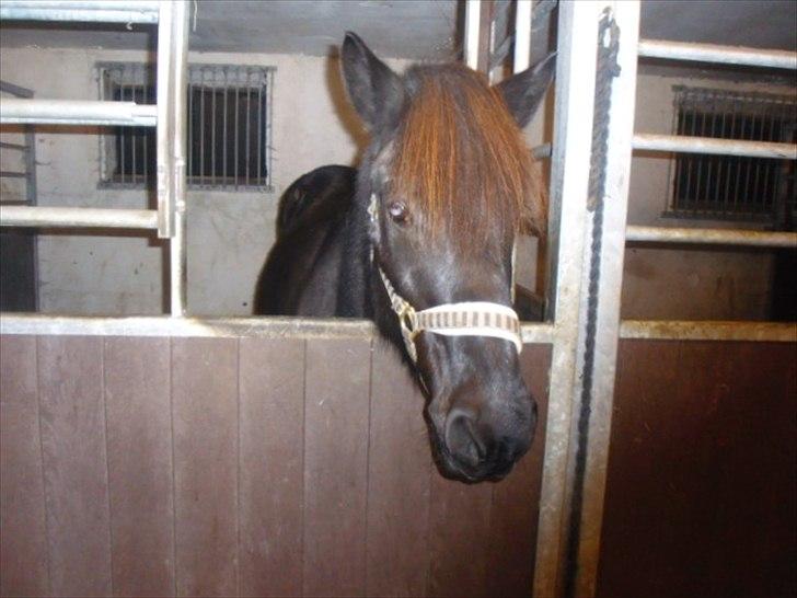 Islænder Blanda billede 5