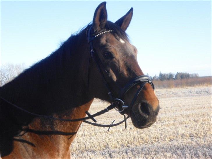 Dansk Varmblod Isador-B billede 2