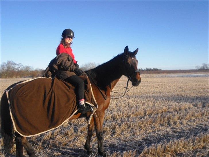 Dansk Varmblod Isador-B billede 3