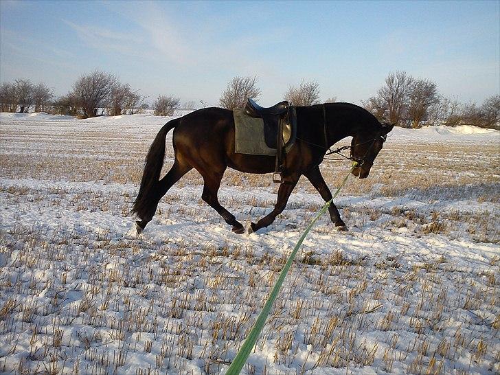 Anden særlig race Cortido  - Træning i sneen! ;) billede 9