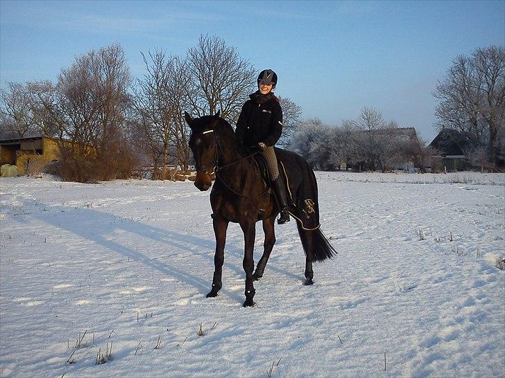 Anden særlig race Cortido  billede 11