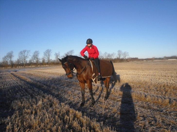 Dansk Varmblod Isador-B billede 4