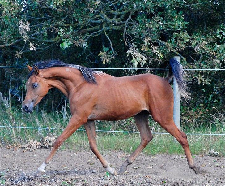 Arabisk fuldblod (OX) Al Tijani E'jaaz - SOLGT! billede 14