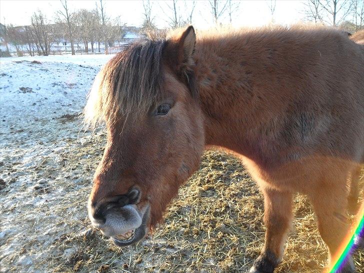 Islænder Gliri fra Krogagre - græææææmme pony (: billede 15