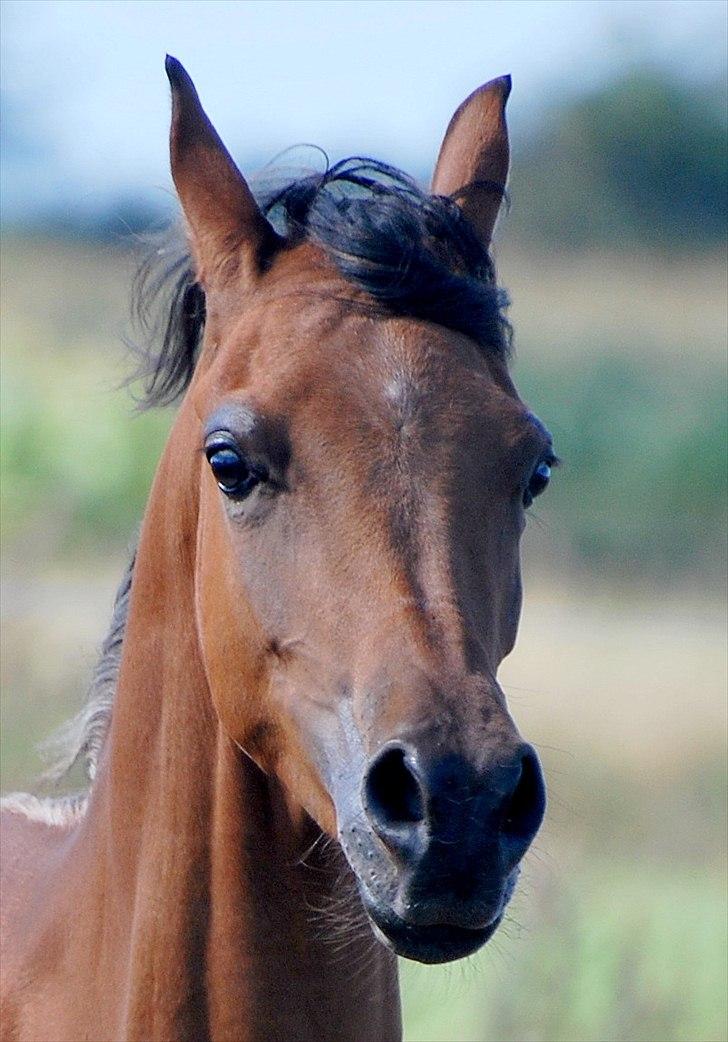 Arabisk fuldblod (OX) Al Tijani E'jaaz - SOLGT! billede 15