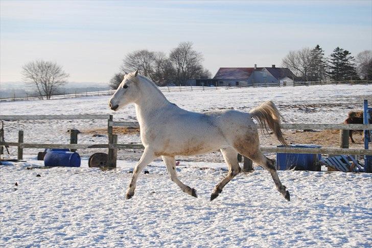 Anden særlig race Karlsbjerggårs´s Shadow A - 14 # Shadow i trav, foto : Cille M billede 11