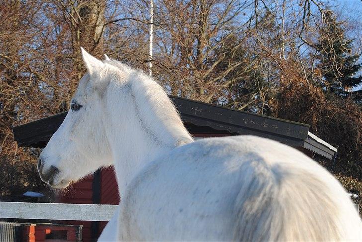 Anden særlig race Karlsbjerggårs´s Shadow A - 15 # Shadow D 3 Januar 2010. Foto: Cille billede 12