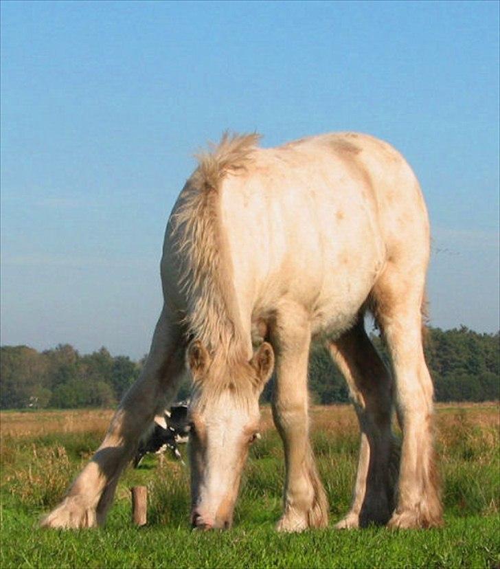Irish Cob Its Faruq - Faruq 5 mdr. billede 1