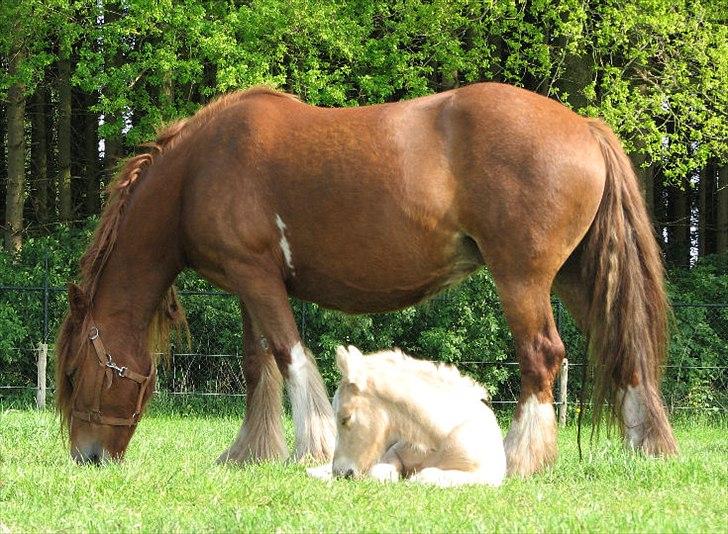 Irish Cob Its Faruq - Faruq 1 uge gl med sin mor Ami billede 2