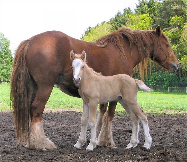 Irish Cob Its Faruq - Faruq 1 uge gl. med sin mor Ami billede 3