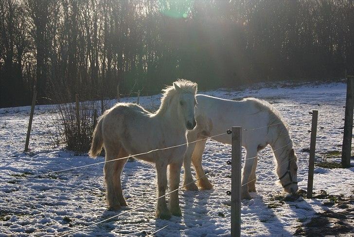 Irish Cob Its Faruq - Faruq og Bambi januar 2011 billede 5