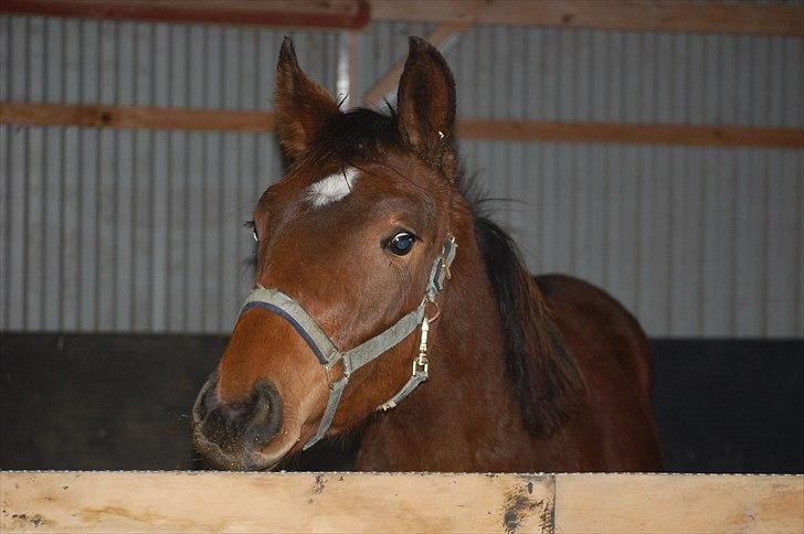 Dansk Varmblod Castor billede 14