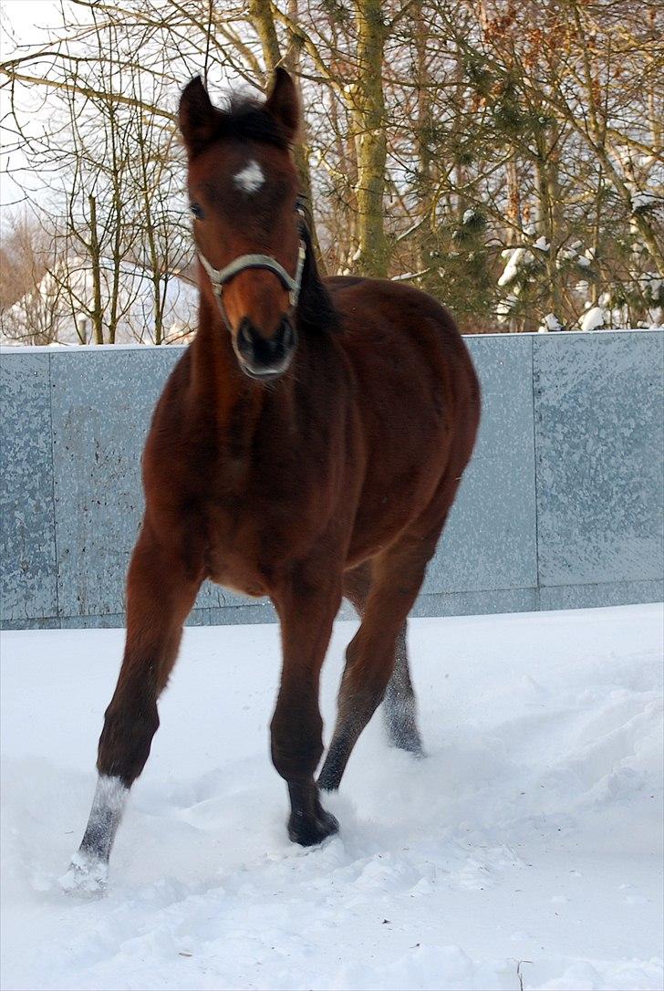 Dansk Varmblod Castor billede 15