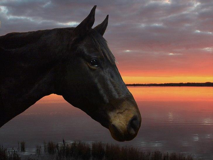 Norsk Varmblod  Staro Hit - Der finnes ikke smukkere hest end min <3 billede 11