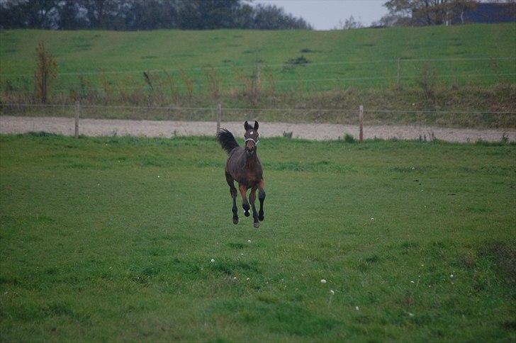 Dansk Varmblod Castor - på fold hos hestedoktoren billede 16