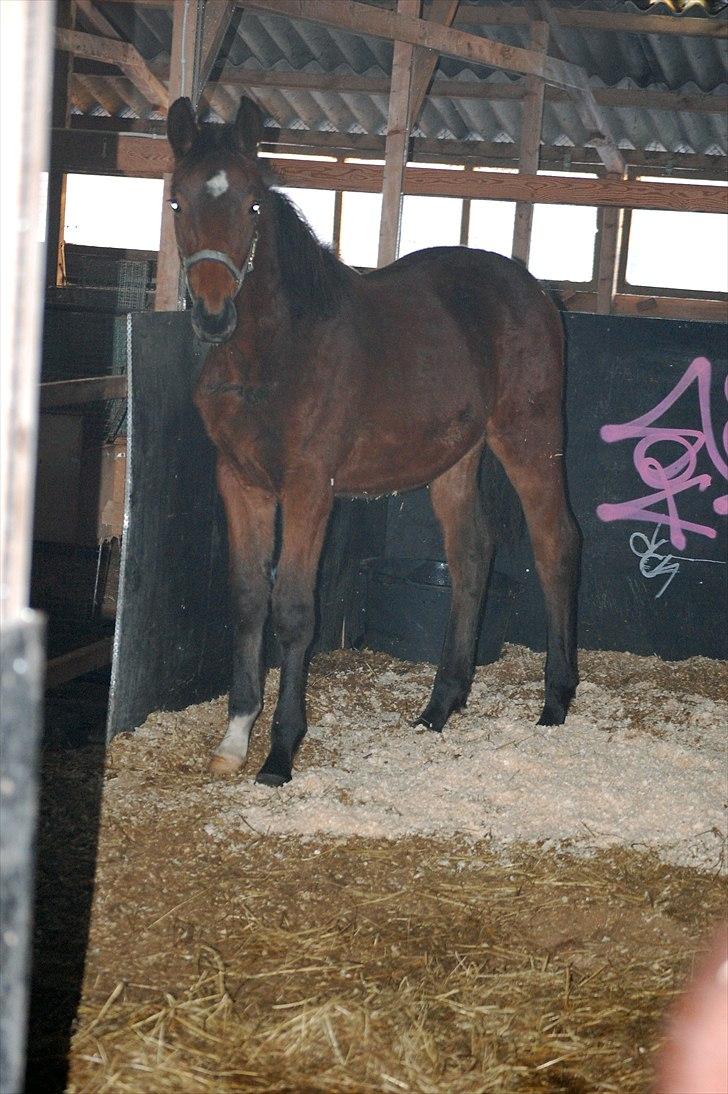 Dansk Varmblod Castor - Ikke så lille mere billede 17