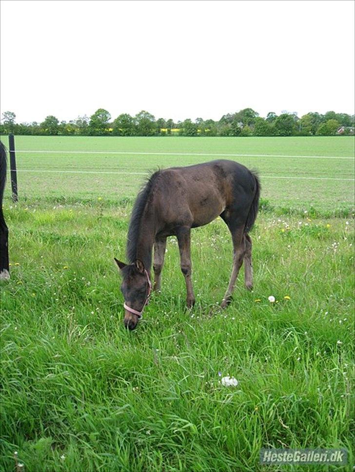 Anden særlig race Annabell billede 11