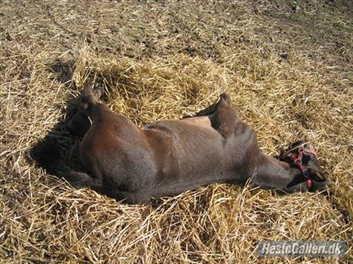 Anden særlig race Annabell billede 12