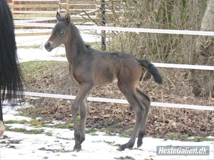 Anden særlig race Annabell billede 14