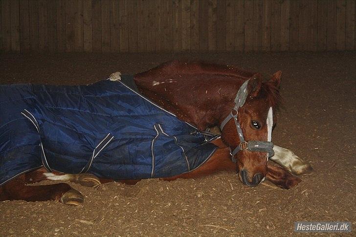 Traver Monty:.... Han hedder rigtig Seep Fella Reg nr.: D - velkommen til Monty ´s profin:) billede 1