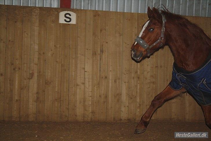 Traver Monty:.... Han hedder rigtig Seep Fella Reg nr.: D billede 3