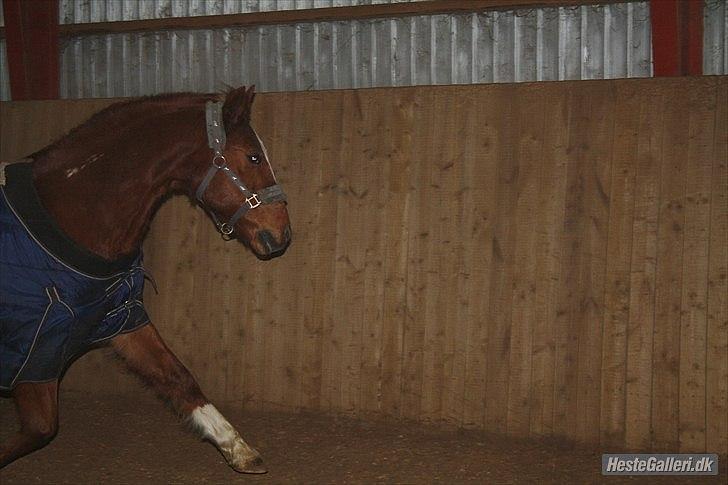 Traver Monty:.... Han hedder rigtig Seep Fella Reg nr.: D billede 4