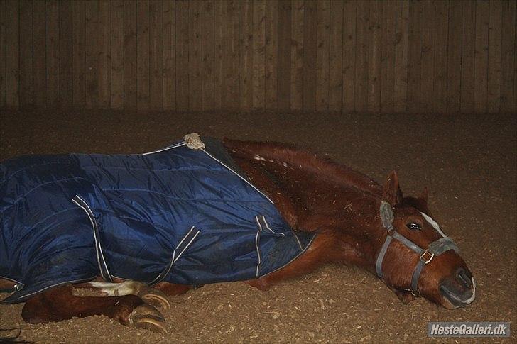 Traver Monty:.... Han hedder rigtig Seep Fella Reg nr.: D billede 6