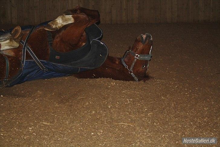 Traver Monty:.... Han hedder rigtig Seep Fella Reg nr.: D billede 11