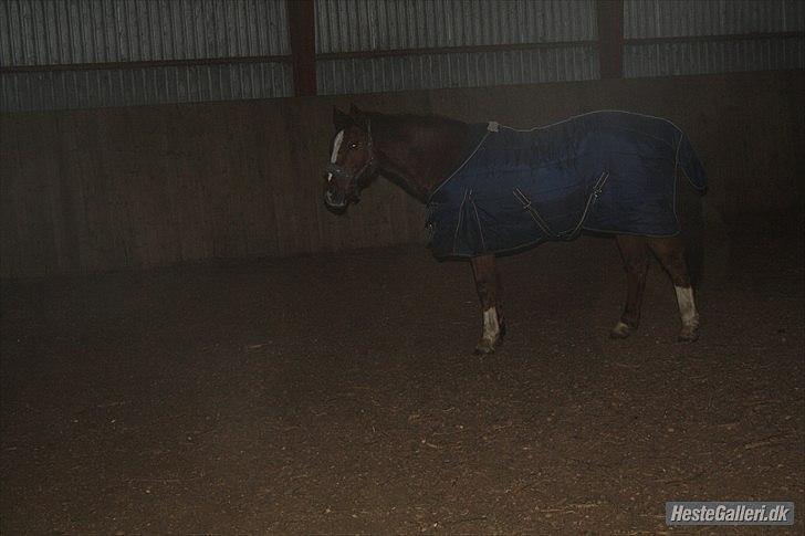 Traver Monty:.... Han hedder rigtig Seep Fella Reg nr.: D billede 12